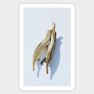 Dried Okra Pod Sticker